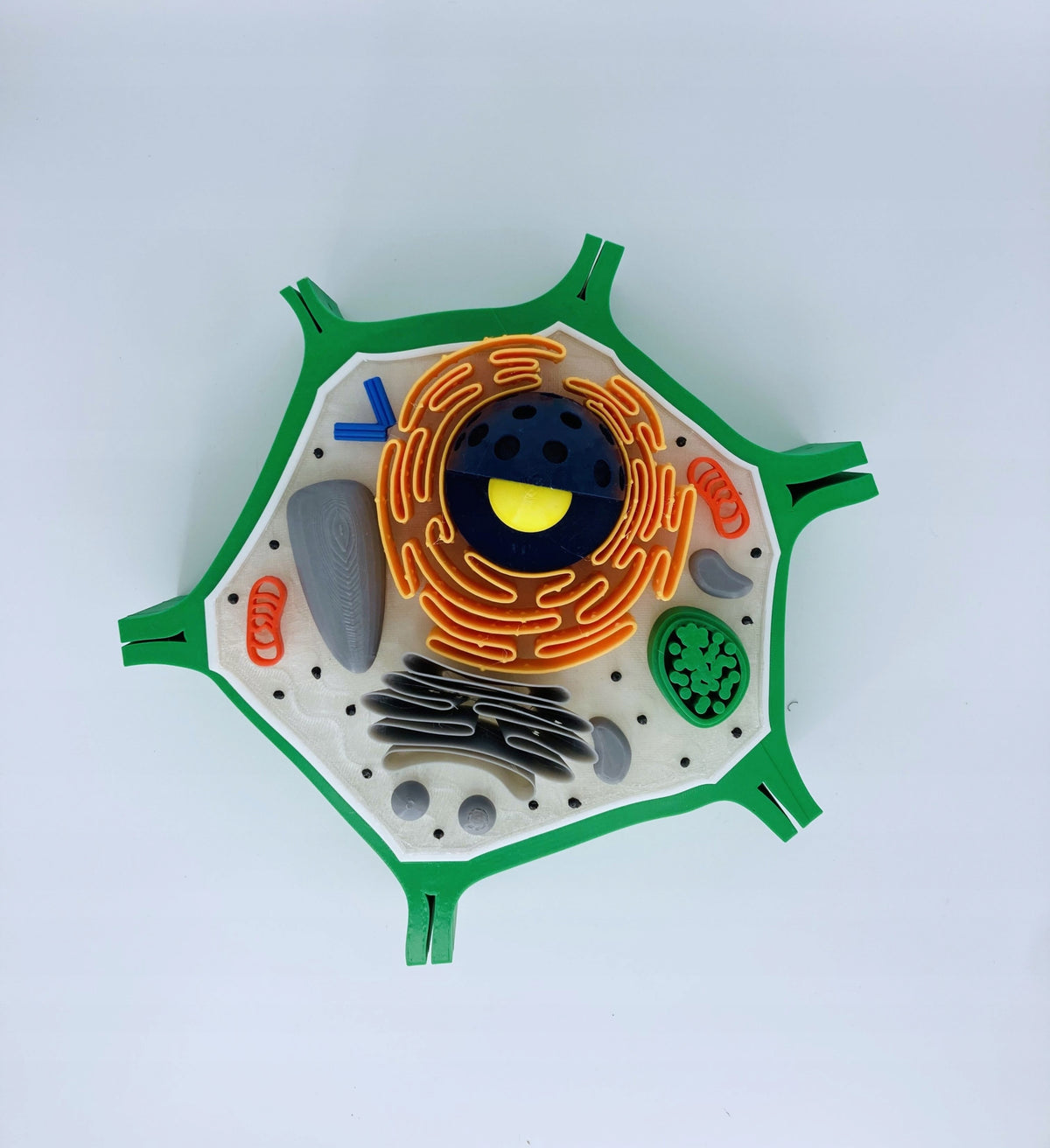 Plant cell - educational model Brand no brand
