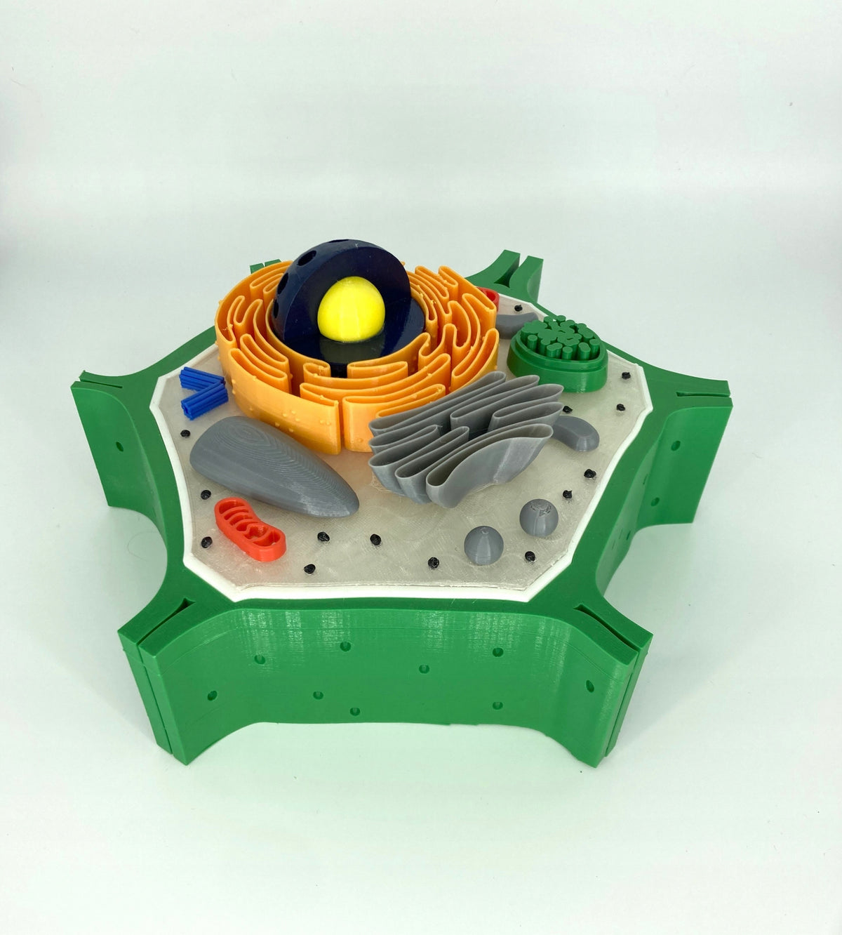 Plant cell - educational model