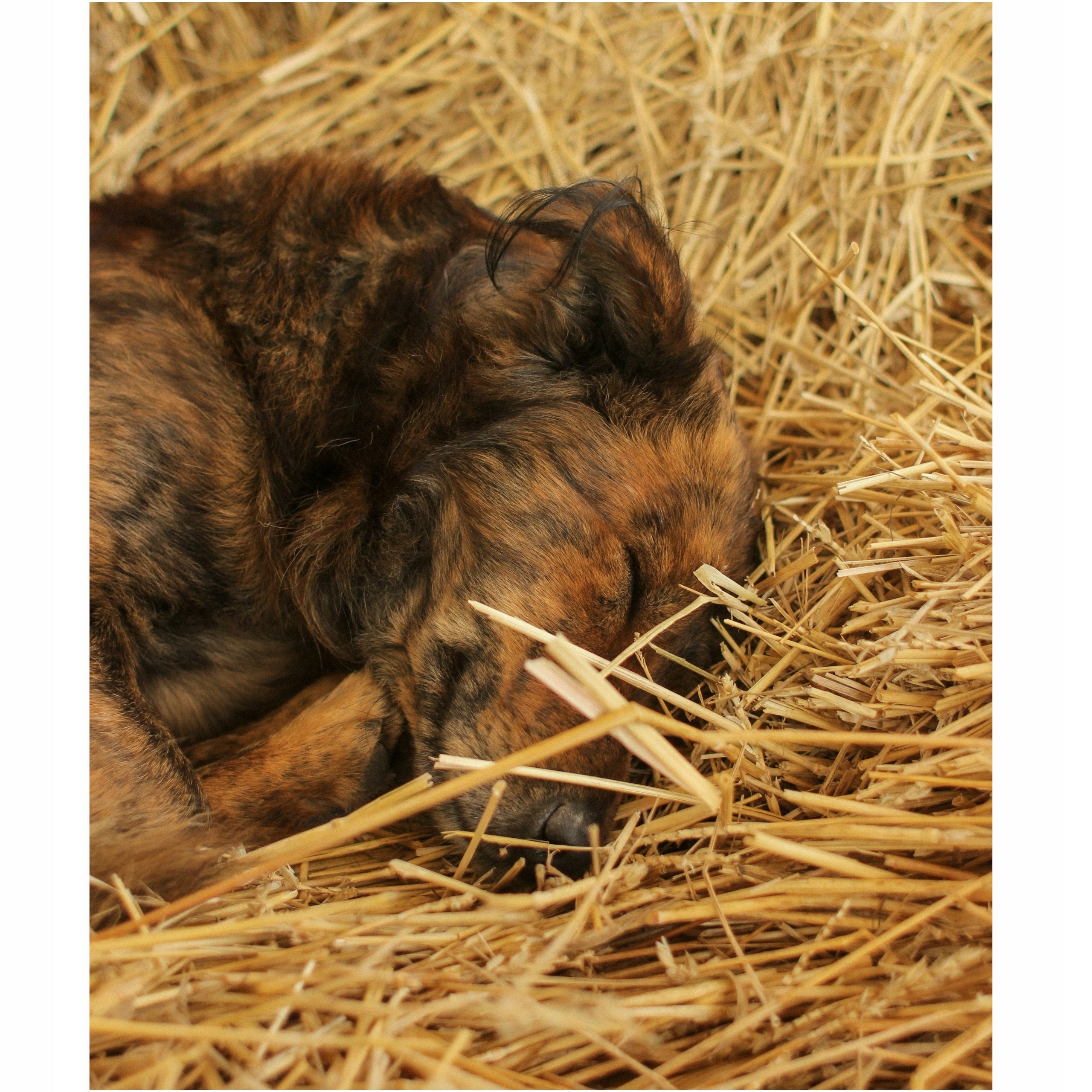 STRAW FOR KENNEL 4 KG FRESH LINING WARMING 70L DOG CAT RABBIT COURINE Packaging status original