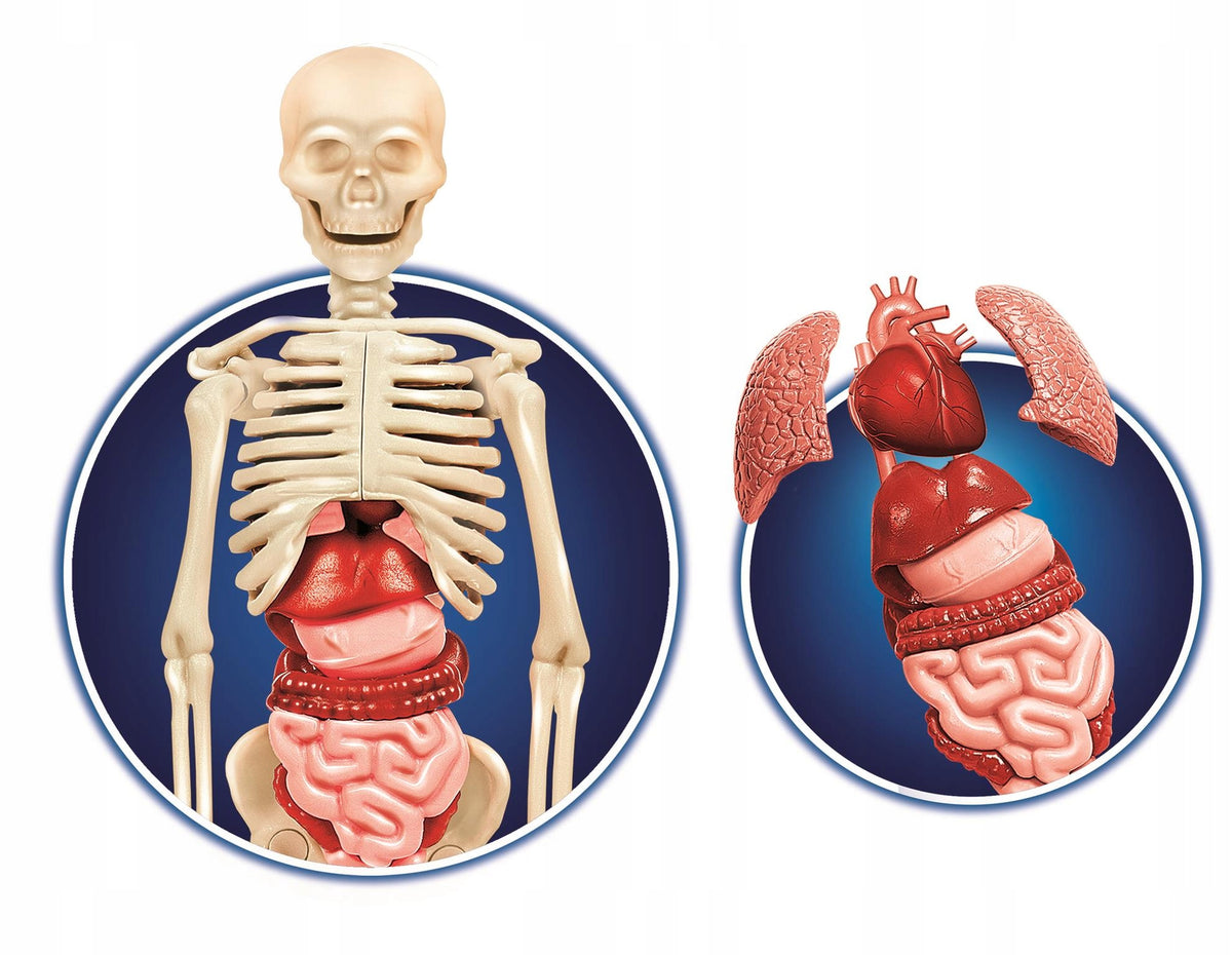 Set Clementoni Scientific Fun Human Body 60249 Manufacturer code 60249
