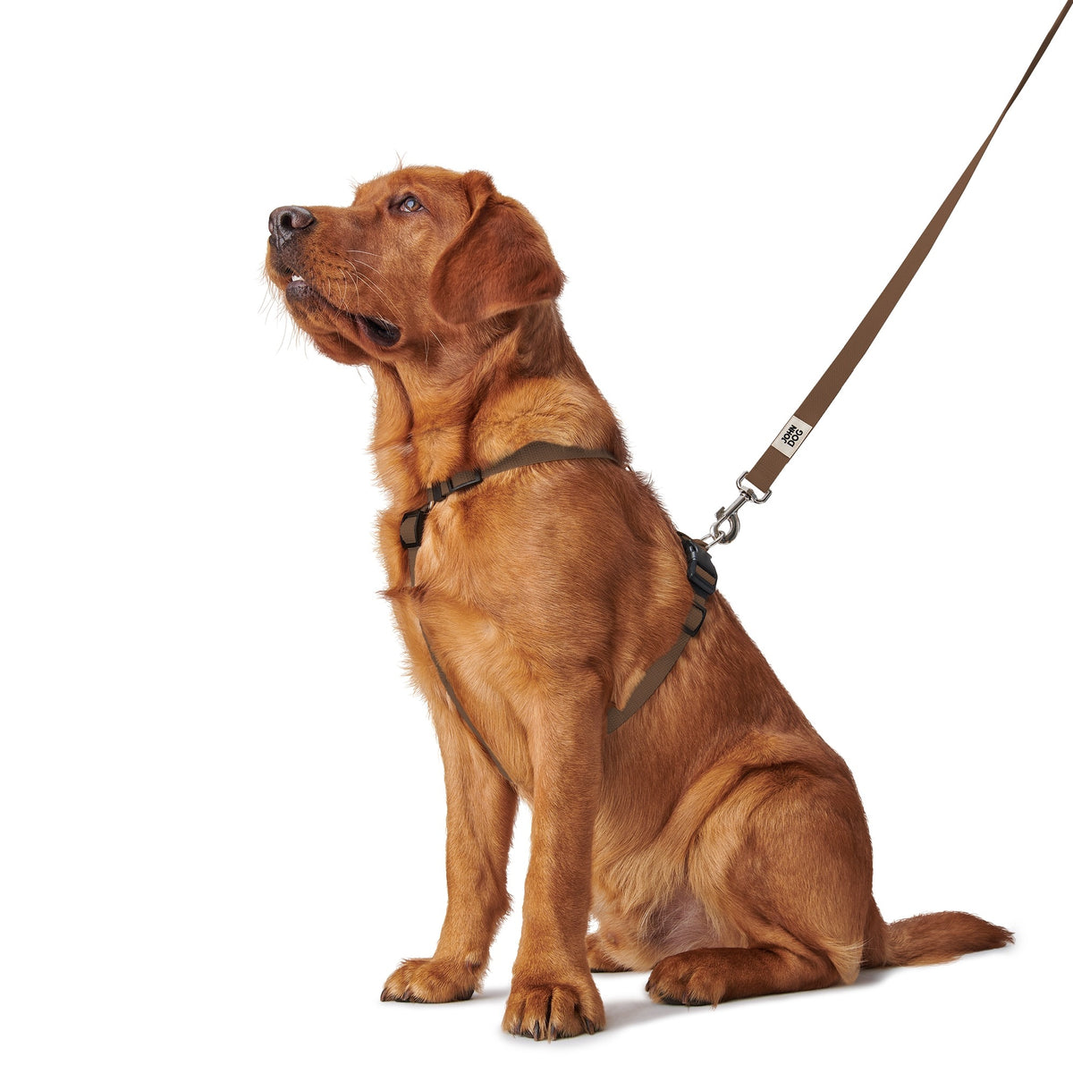 Straight leash for dog Chocolate brown John Dog Manifest 3 m wide 1,5 cm Manufacturer code AJDP2G0MCB1530
