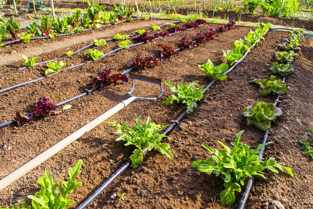 W. DRIP LINE 100m fi16 50cm 2L/h IRRIGA Manufacturer code LINIA WĄŻ 100m 2L/h ROZSTAW 50cm fi 16mm