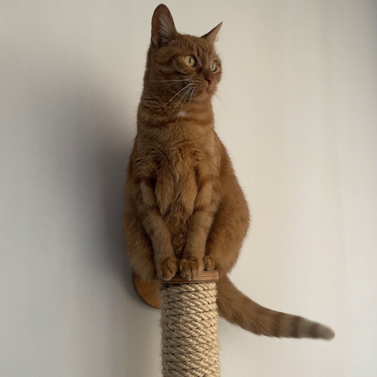 Wall scratcher for cat – jute post 2x50cm Packaging status original
