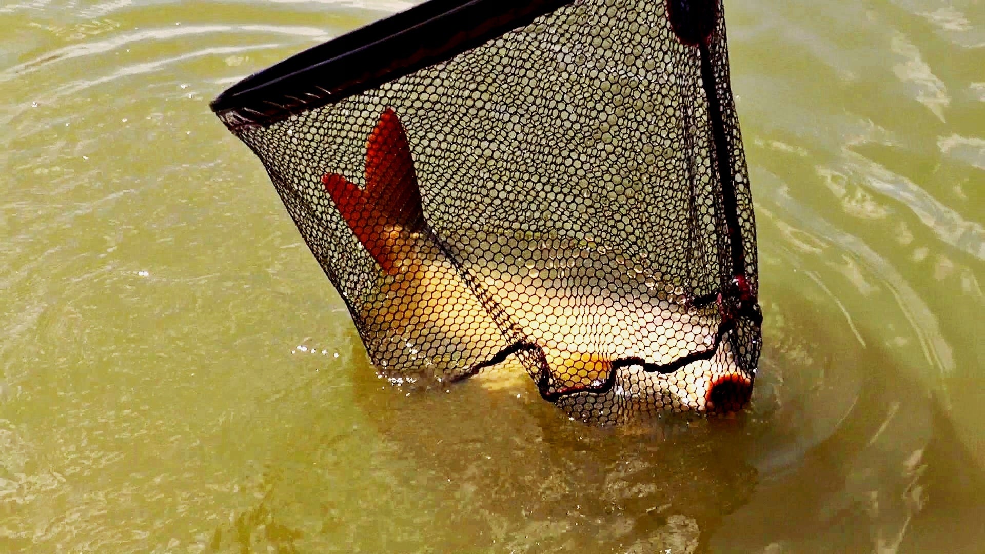 X-Lite feeder landing net Packaging status original