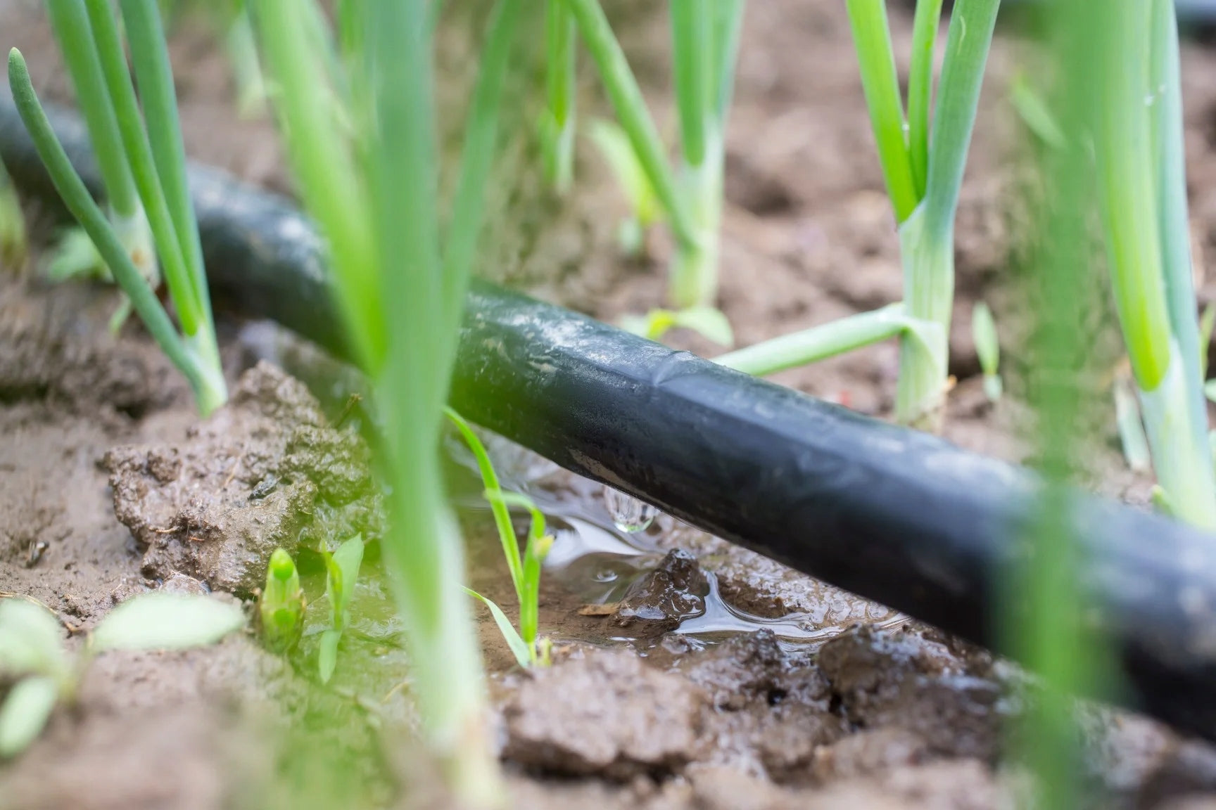 Laistymo žarna „Droplet“, 100 m, su 188 lašintuvais