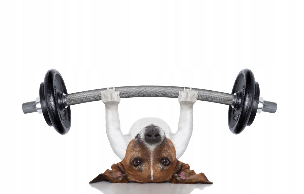 set of target platforms for dog fitness for dog EAN (GTIN) 642613693035
