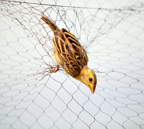 very STRONG STARLINGS NET 7,5m x 5m for BIRDS for aviary for trees with UV Length 7.5 m