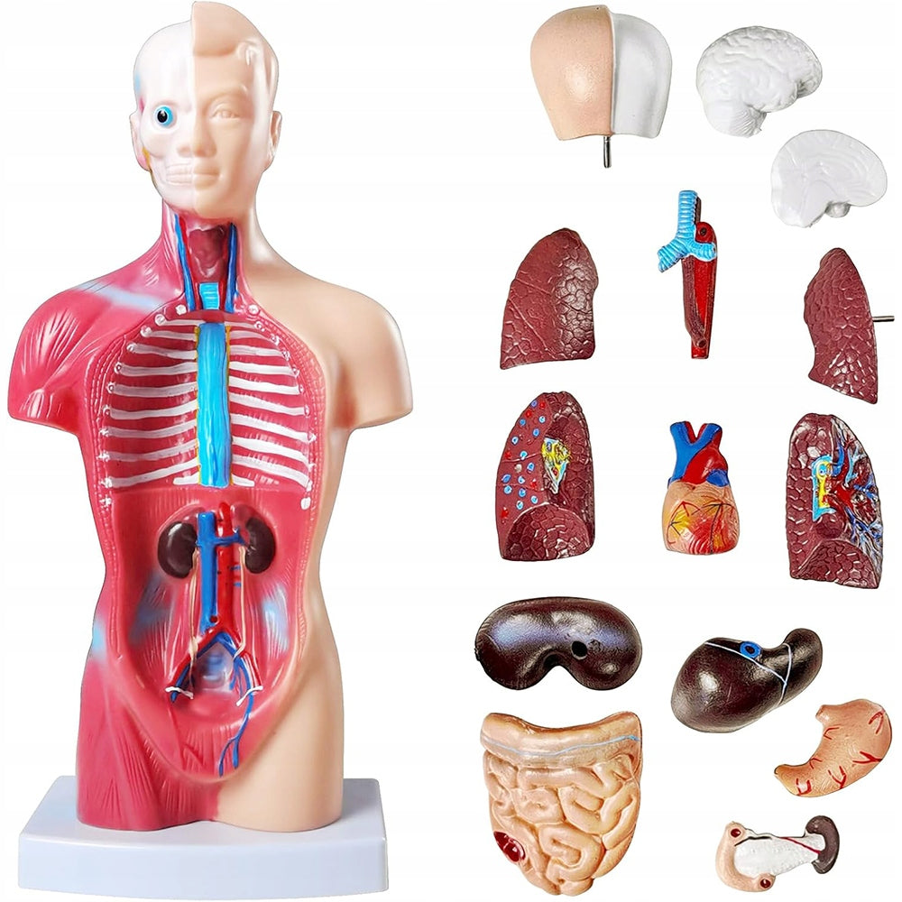 ANATOMICAL MODEL OF THE HUMAN BODY HUMAN ORGANS ANATOMY OF THE HUMAN TORSO Packaging status original