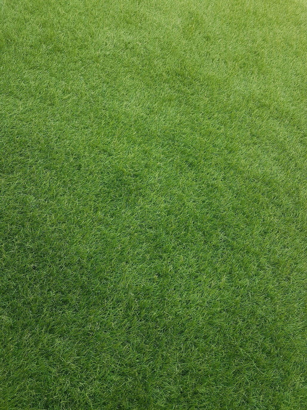ARTIFICIAL GRASS HAVANNA 4M GARDEN EAGLE BALCONY Color green