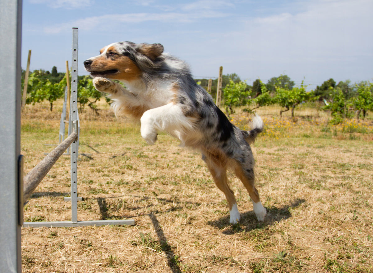 Agility obstacles for dog cones 32 cm poles dog training DOG training Manufacturer code DOG-OBSTACLE-32