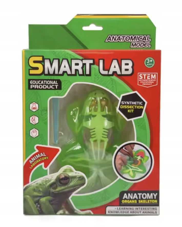 Anatomical model fold frog experimental set scientific science analysis Brand no brand
