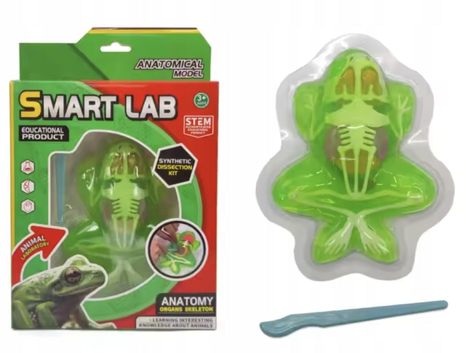 Anatomical model fold frog experimental set scientific science analysis