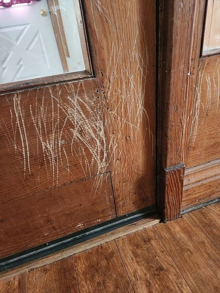 Anti-scratch film 100x100 for doors|cat furniture|dog RAKLA FREEBIE EAN (GTIN) 5907339073574