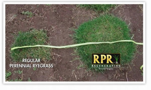 BARENBRUG Shadow 5kg Grass for Shaded Places Shape other