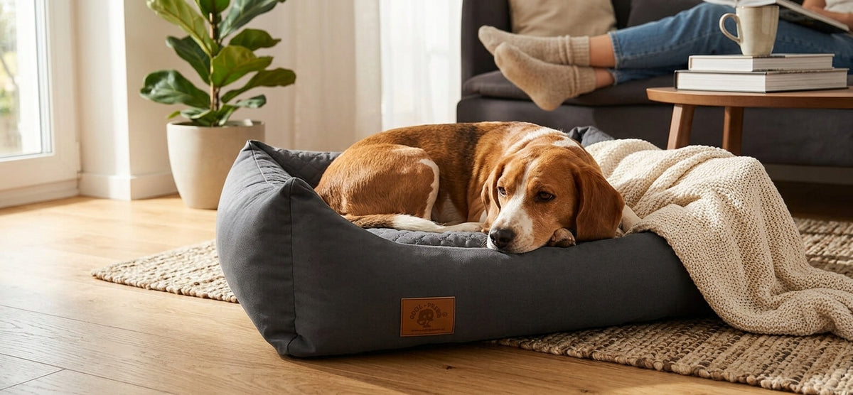 BED FOR DOG PLAYPEN COUCH BED 100x70 Packaging status original