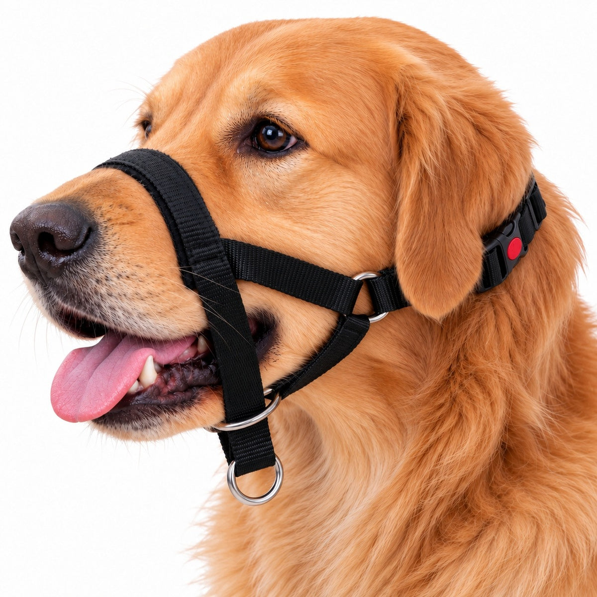 CHAMPION Cantar for Dog Collar Adjustable XL 32-38 cm Black "5"