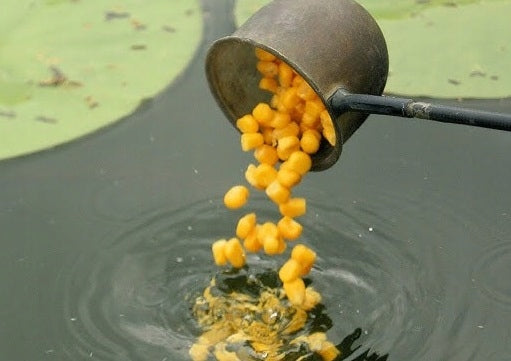 CORN seed for cooking BAIT KARP Karaś - pure up to 20KG Manufacturer code MR200180