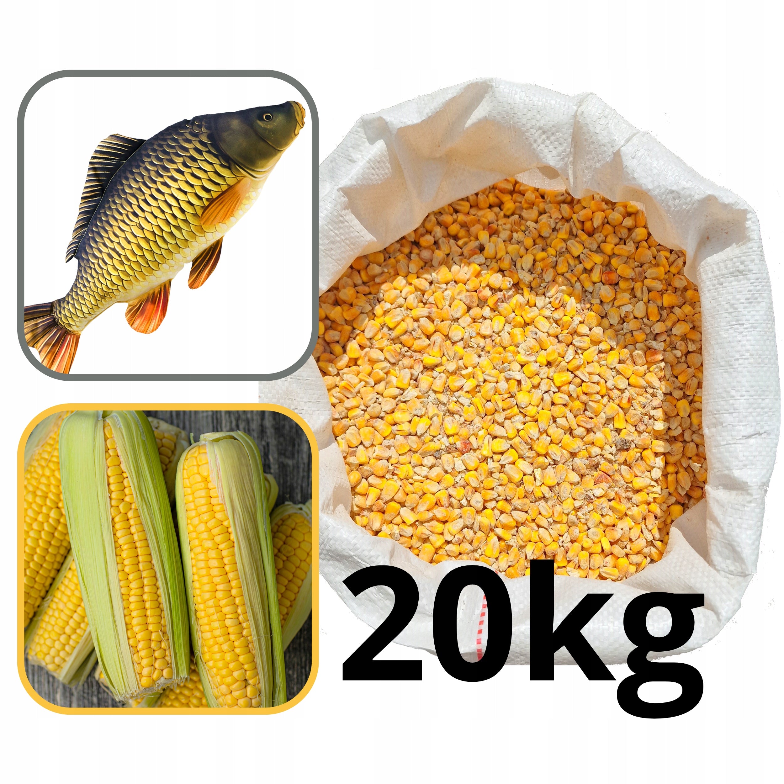 CORN seed for cooking BAIT KARP Karaś - pure up to 20KG