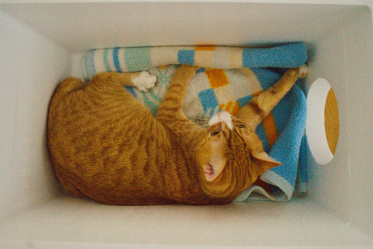 Cat house white 4cm wall warm Winter cat booth Brand QLS