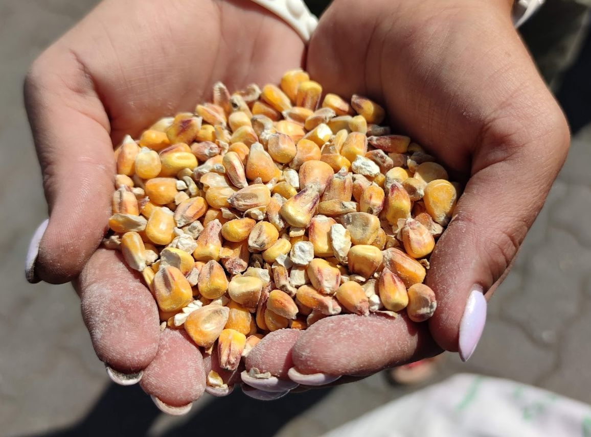 Corn grain corn bait for fish Manufacturer code EKPH1196
