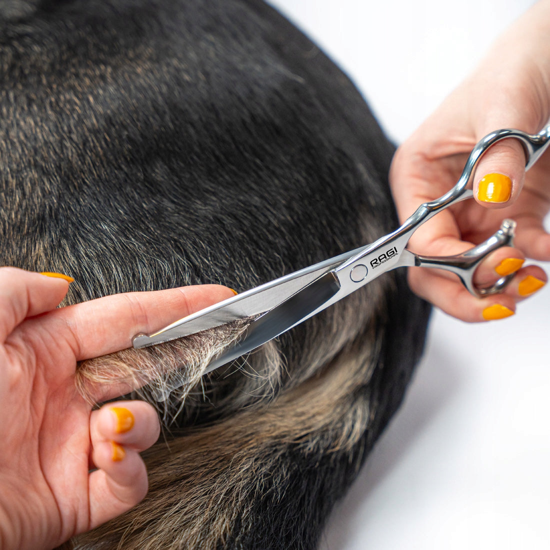 DOG CUTTING SCISSORS DOG HAIRDRESSER Set for Clipping in Case Manufacturer code ZEST-GROOM-01