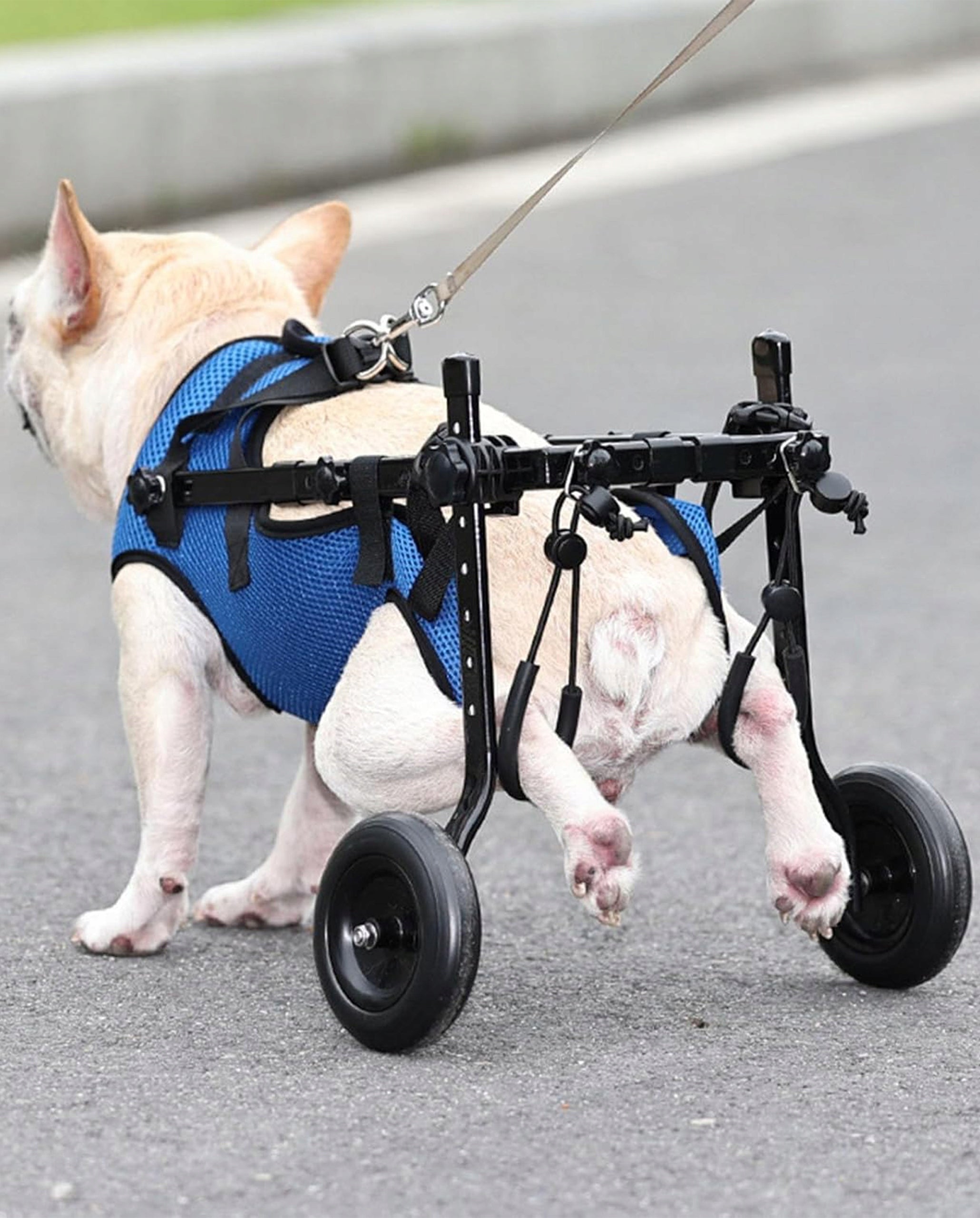 DOG WHEELCHAIR For Rear Rehabilitation Paws Adjustable Fazoo M Packaging status original