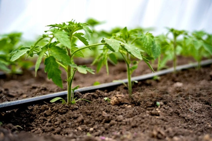 DRIP LINE DRIP IRRIGATION 100m +194XXL DRIP HOSE STRONG Manufacturer code Linia Kroplująca Nawadnianie Kropelkowe 194EL