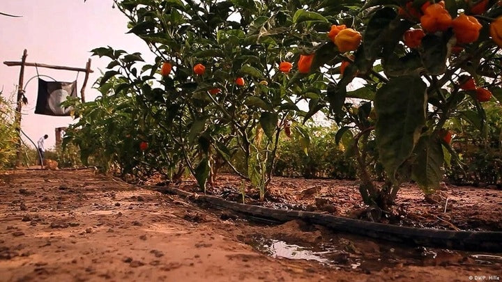 DRIP LINE DRIP IRRIGATION 100mb +112 Brand Poliext