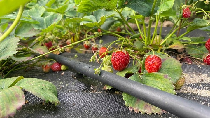 DRIP LINE DRIP IRRIGATION 400m DRIP HOSE VERY STRONG EAN (GTIN) 5906849561588