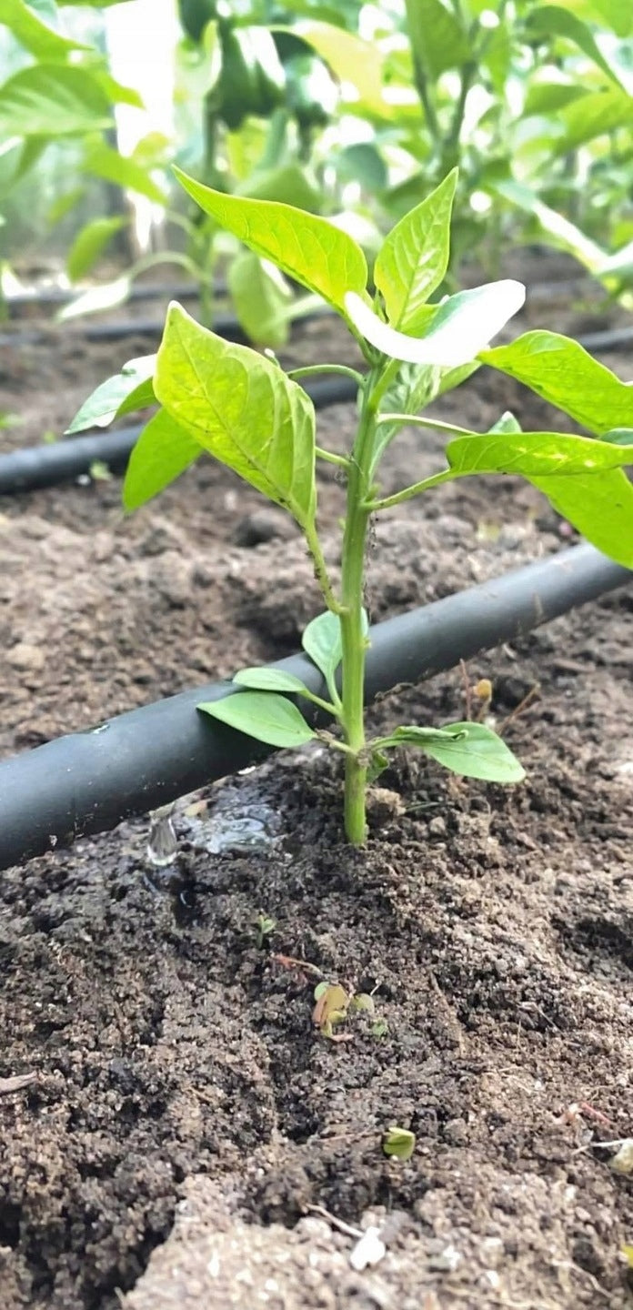 DRIP LINE DRIP IRRIGATION 50M + 50EL Product weight with unit packaging 5 kg