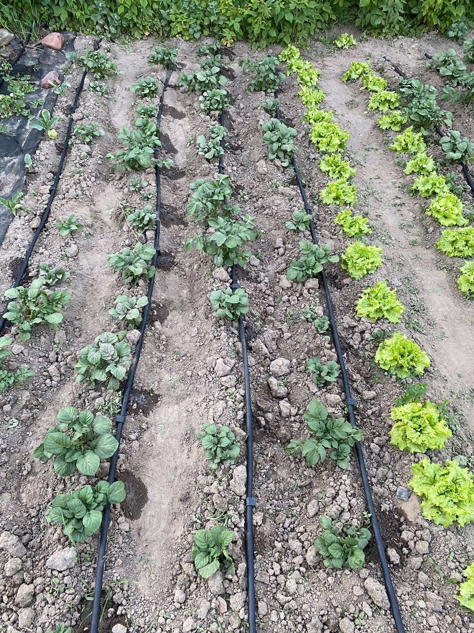DRIP LINE DRIP IRRIGATION 50m + 76 elements Sweating hose Manufacturer code Linia Kroplująca 50m ZESTAW NAWADNIANIA