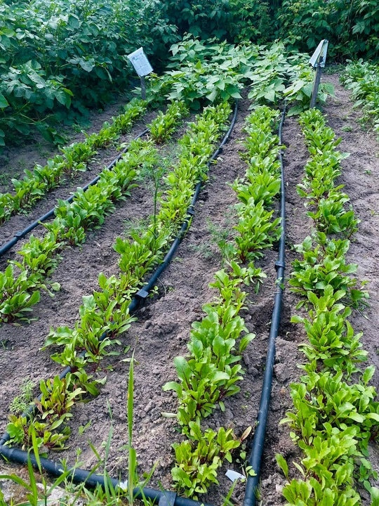 DRIP LINE DRIP IRRIGATION DRIP HOSE 100M EAN (GTIN) 5907182230735