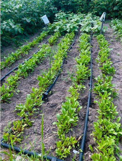 DRIP LINE DRIP IRRIGATION DRIP HOSE 10M Packaging status original