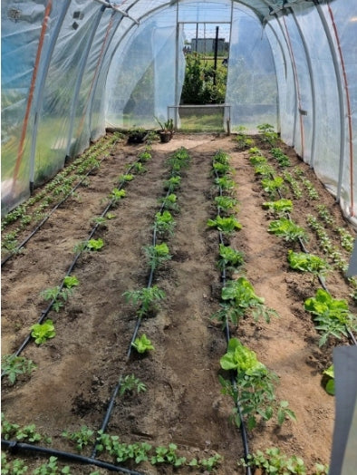 DRIP LINE DRIP IRRIGATION DRIP HOSE 50M Length 50 m
