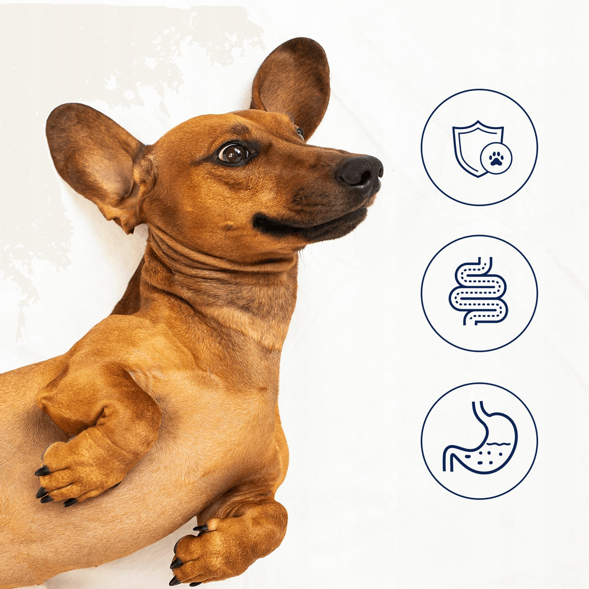 DRY FOOD FOR DOGS OF ALL BREEDS WITH REINDEER WITHOUT GRAINS BOZITA 12 KG Brand Bozita