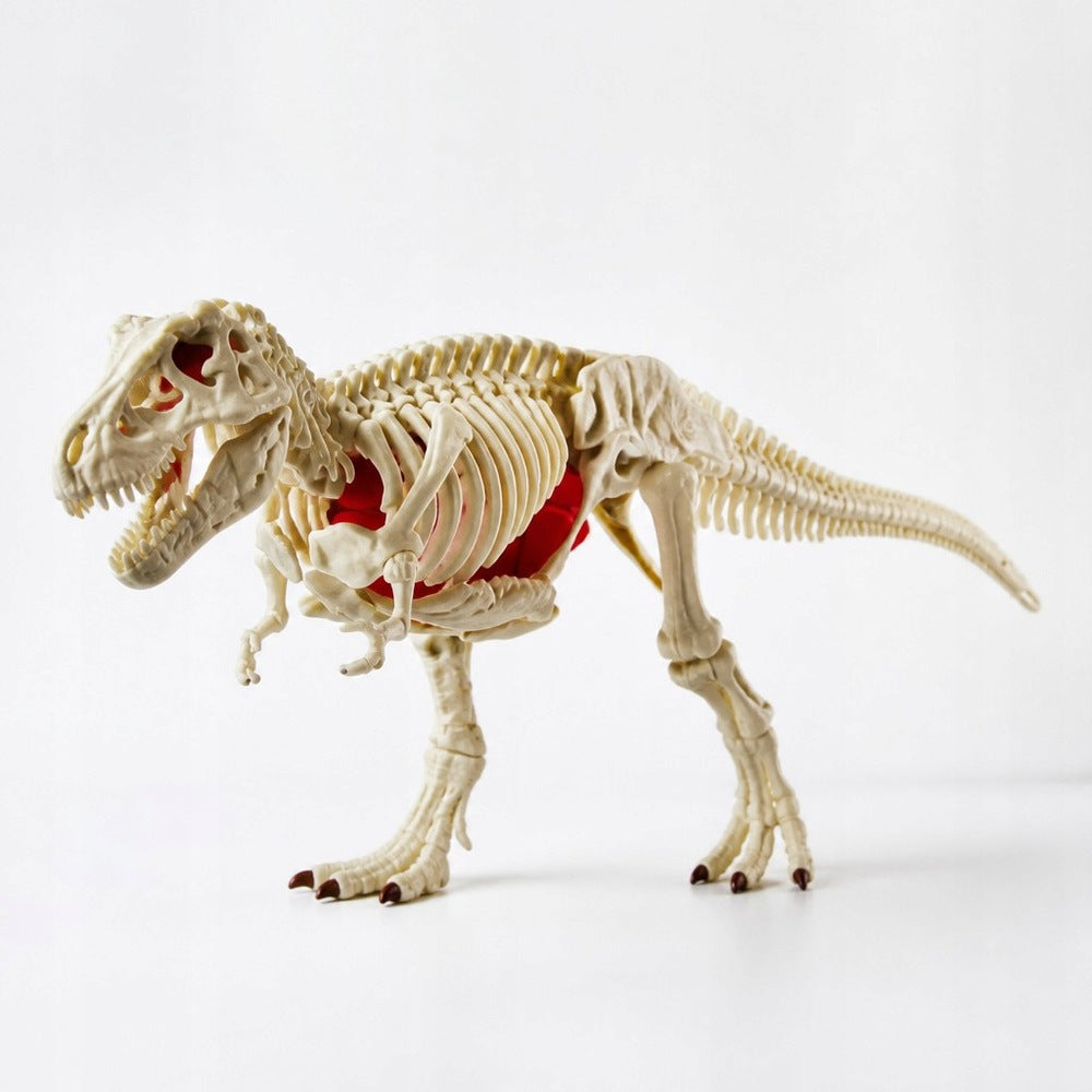 Dinosaur Excavation Fossil Small Archaeologist Skeleton Model 3D For Children Brand NORIMPEX