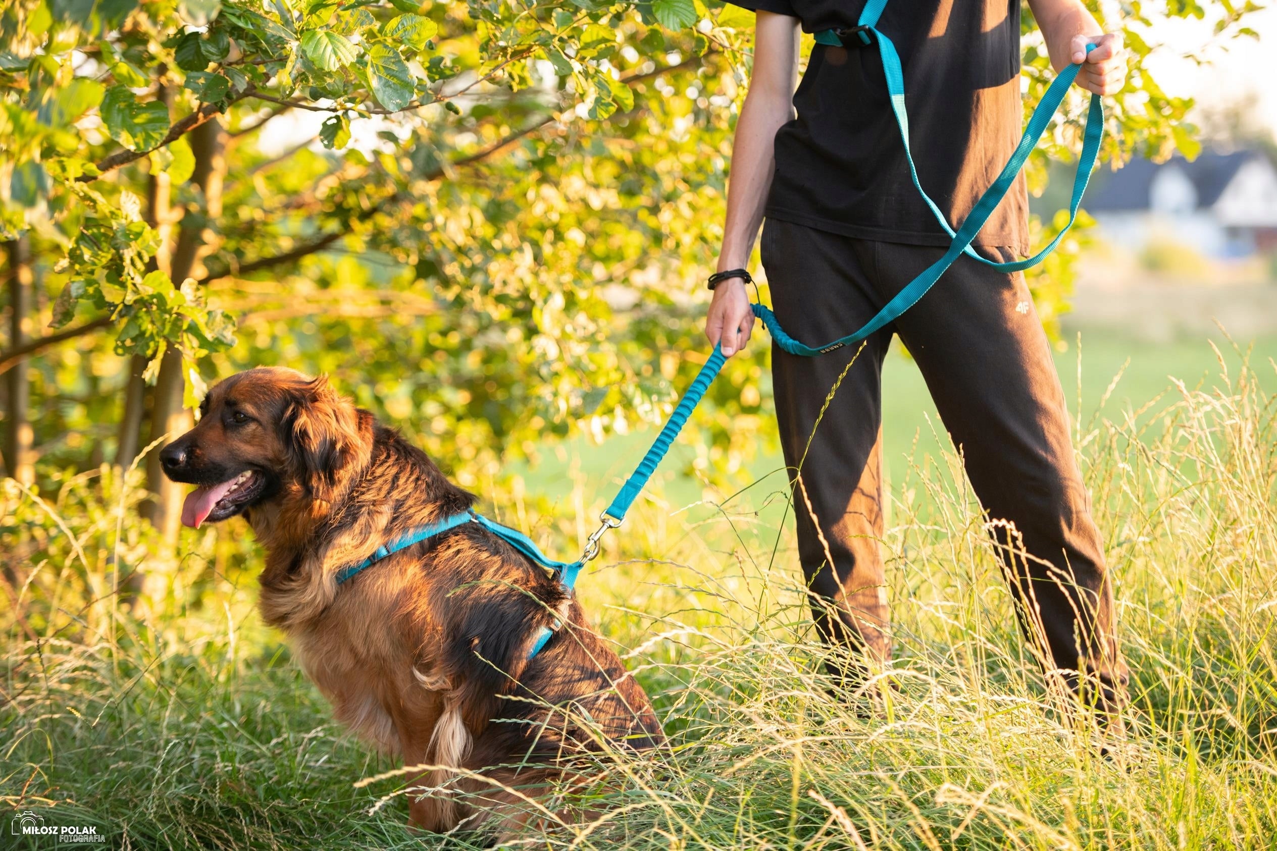 Dog Lanyard with Shock Absorber Walking for Running 2.8 - 3.8M Width 2.5CM Manufacturer code 648318