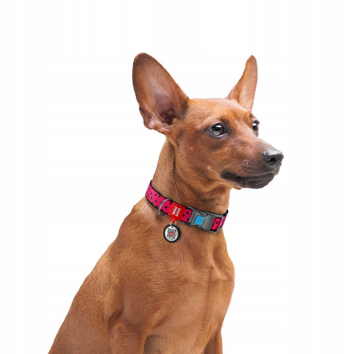 Dog collar, Watermelon drawing, size L, 33-49 cm, 25 mm Packaging status original