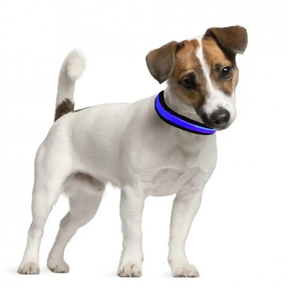 Dog collar led Eyenimal green M/L 45-55 cm Manufacturer code 3700192306054