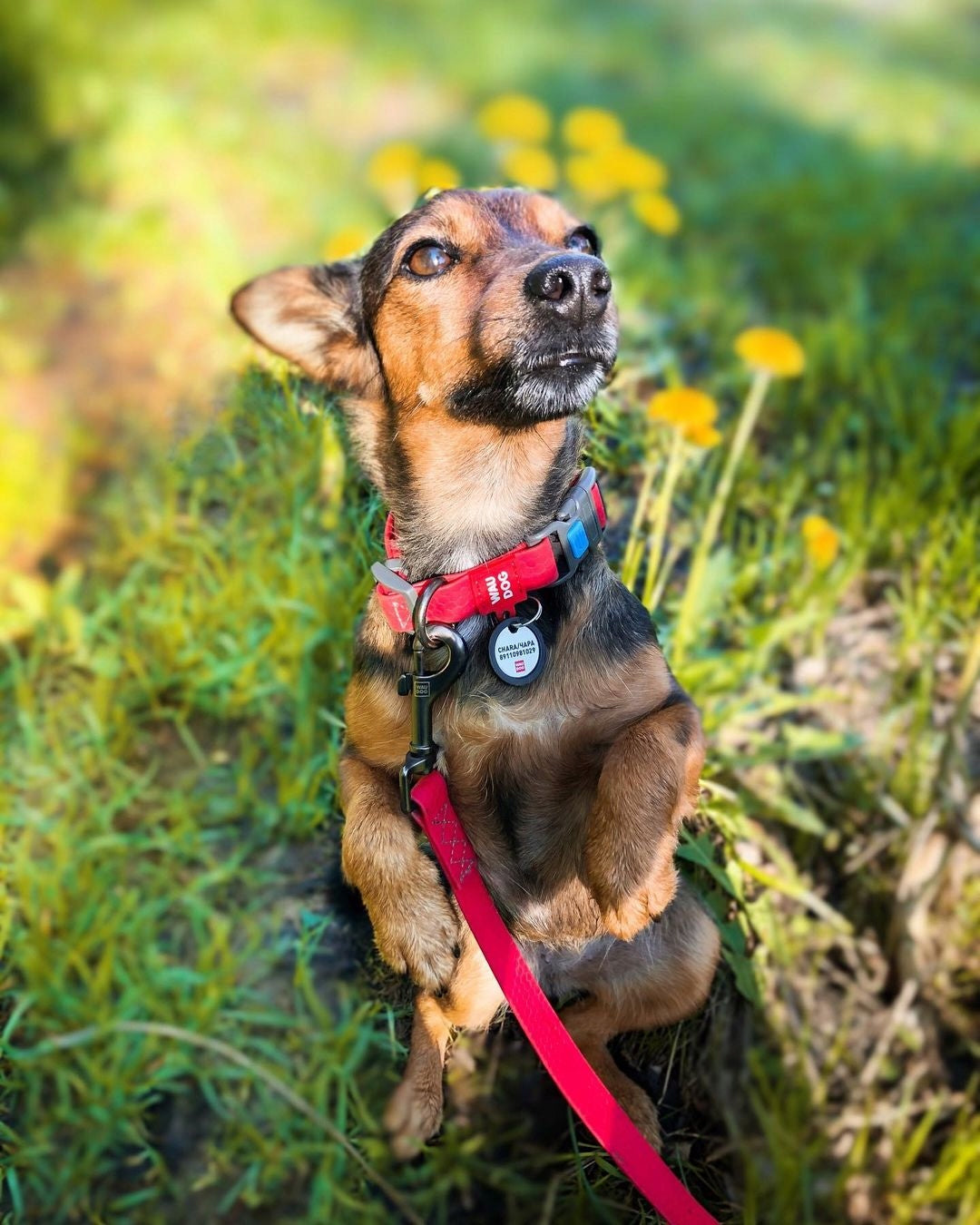 Dog collar waterproof adjustable fastex red lightweight durable S Manufacturer code 27393