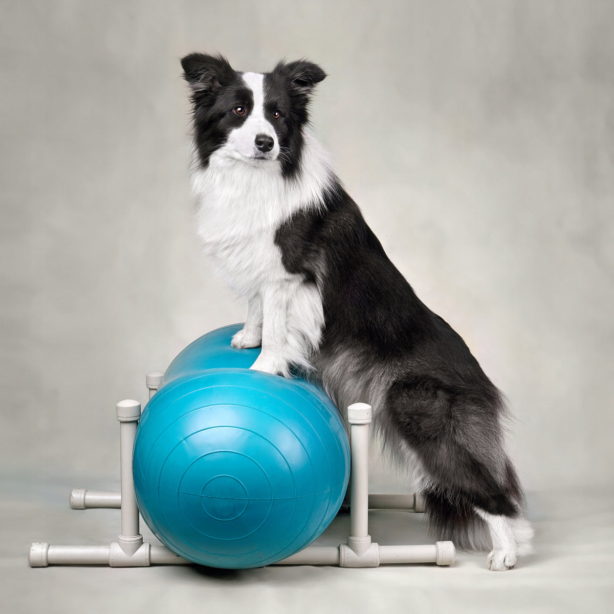 Dog fitness set for dog dogs large for exercise muscle strengthening Brand PsiNos