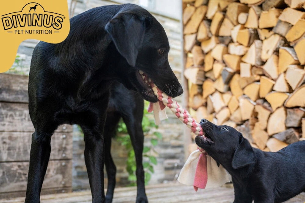 Dog food DIVINUS Performance Chicken 20 kg Flavor chicken