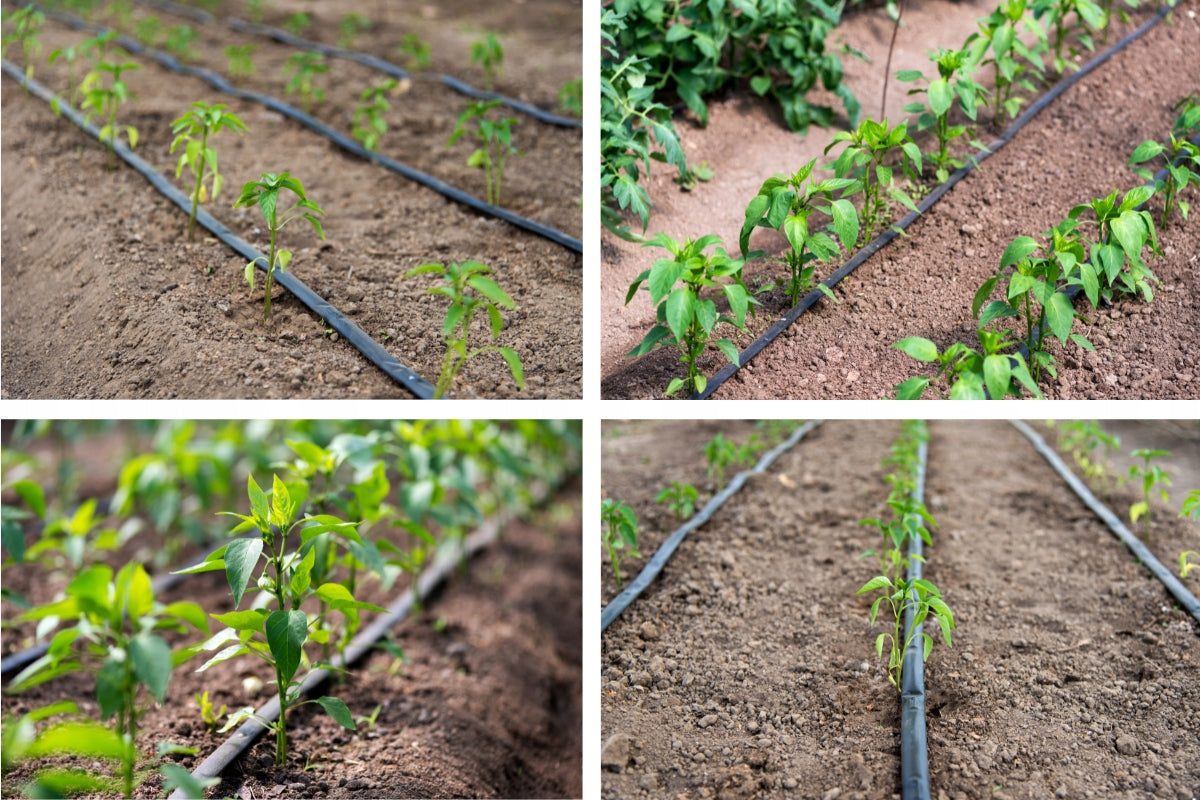 Drip Tape 1000m Drip Irrigation Line +Set Tee Fittings Brand Hirro Tape