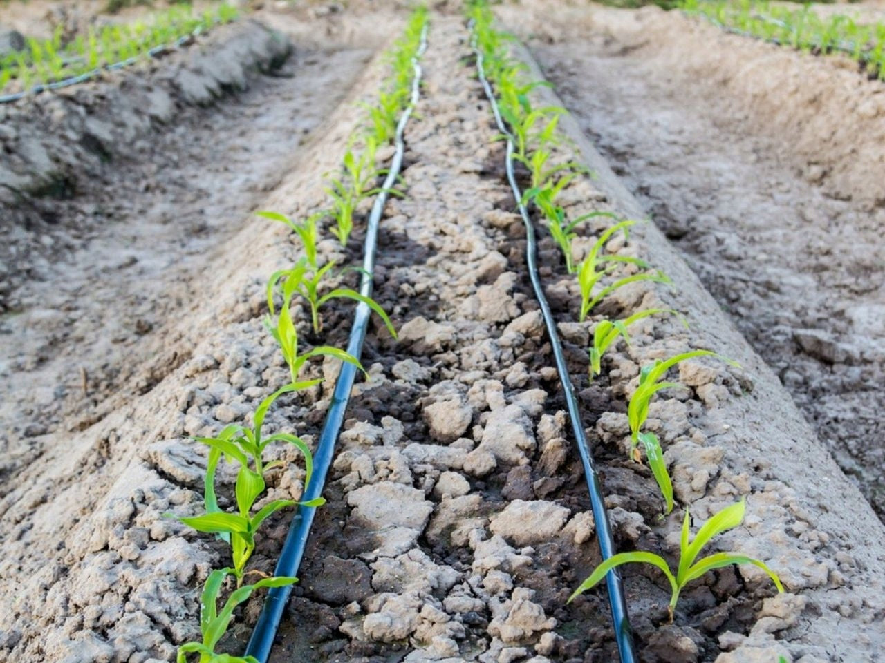 Drip line 16/33/100m capacity 2l/h length 100m Brand no brand