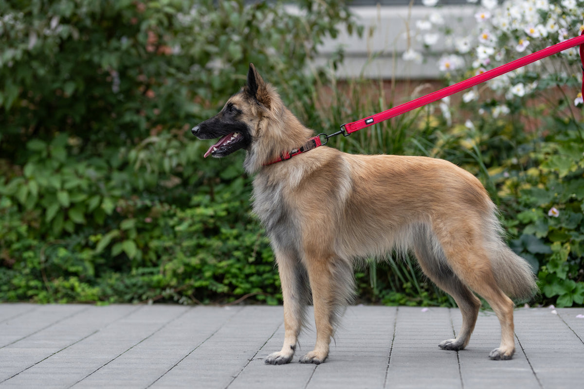 Durable reflective dog collar HUGGY DOGGY adjustable Shepherd L Packaging status original