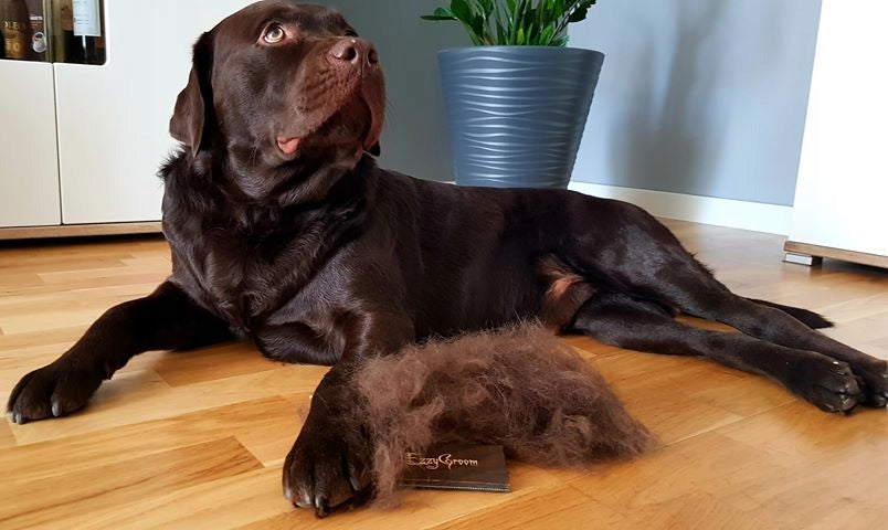 EZZYGROOM for dog and cat WITH SOFT OR HARD COAT Packaging status original