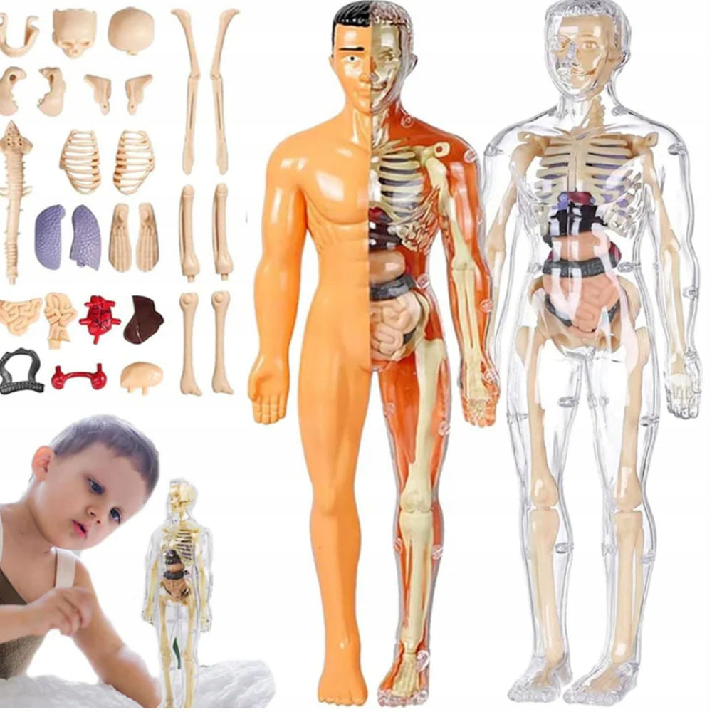 Educational Anatomical Model of the Human Body 3D Skeleton Internal Organs