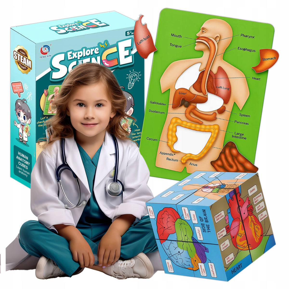 Educational Cube HUMAN BODY learn about human organs with description Brand Stator