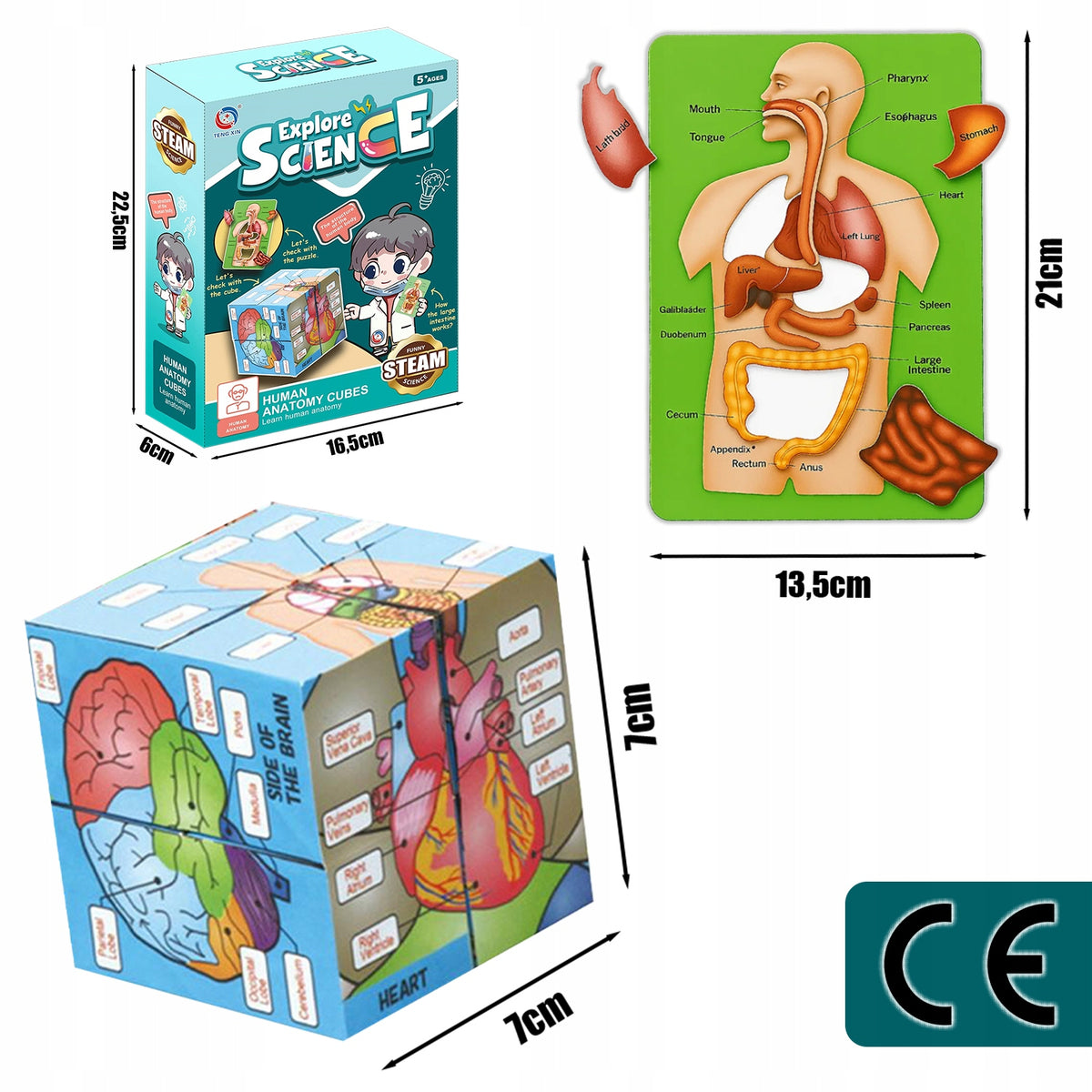 Educational Cube HUMAN BODY learn about human organs with description Kid's age 5＋ years