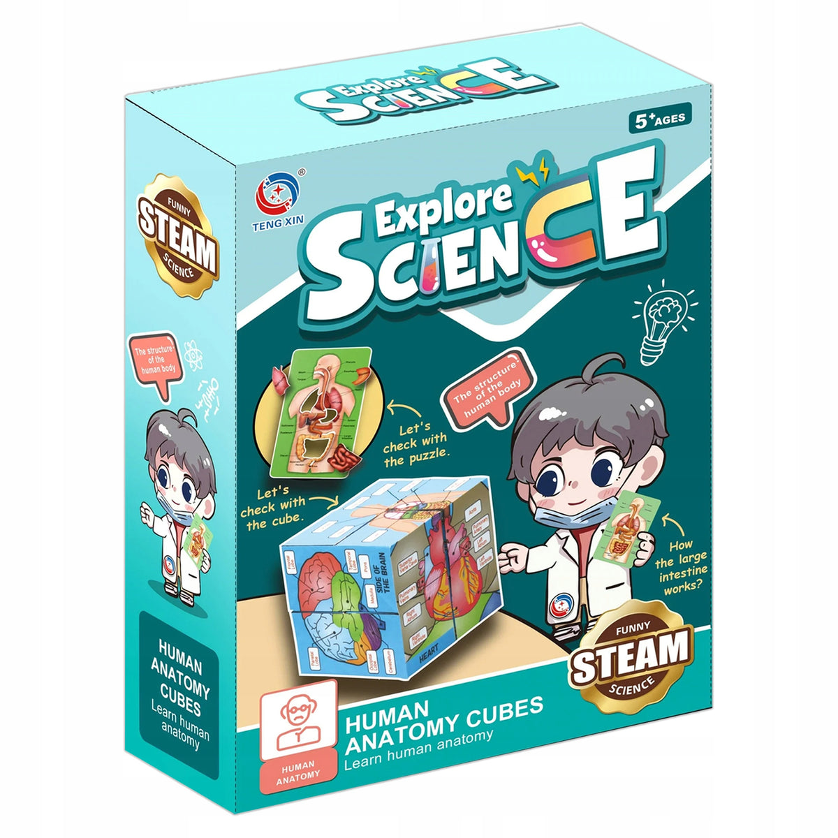 Educational Cube HUMAN BODY learn about human organs with description